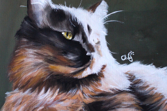 Shon el Gato