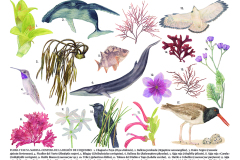 Región Biodiversa Flora y Fauna Marina Costera que habita de costa a mar